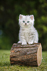 Highlander Kitten