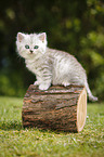 Highlander Kitten
