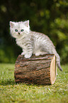 Highlander Kitten