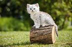 Highlander Kitten