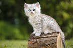 Highlander Kitten
