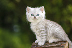 Highlander Kitten