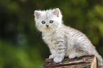 Highlander Kitten
