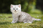 Highlander Kitten