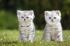 Highlander Kitten