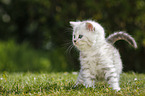 Highlander Kitten