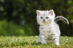 Highlander Kitten
