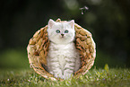 Highlander Kitten