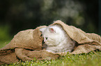 Highlander Kitten