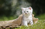 Highlander Kitten