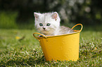 Highlander Kitten