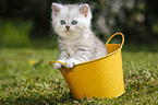 Highlander Kitten