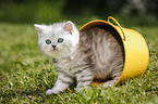 Highlander Kitten