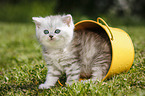 Highlander Kitten