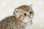 Highlander Kitten