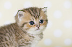 Highlander Kitten