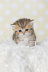 Highlander Kitten