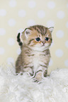 Highlander Kitten
