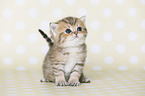Highlander Kitten