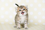 Highlander Kitten