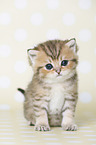 Highlander Kitten