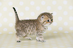 Highlander Kitten