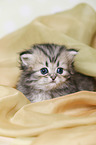 Highlander Kitten