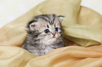 Highlander Kitten
