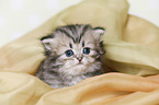 Highlander Kitten