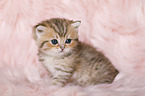 Highlander Kitten