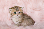 Highlander Kitten