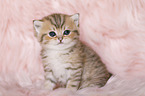 Highlander Kitten