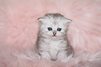 Highlander Kitten