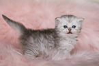 Highlander Kitten