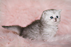 Highlander Kitten