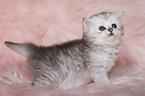 Highlander Kitten
