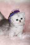 Highlander Kitten