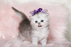 Highlander Kitten