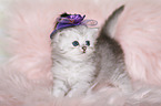Highlander Kitten