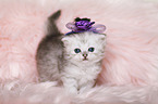 Highlander Kitten