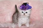 Highlander Kitten