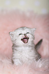 Highlander Kitten
