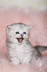 Highlander Kitten