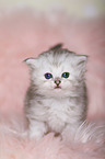 Highlander Kitten