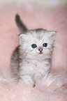 Highlander Kitten
