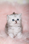 Highlander Kitten