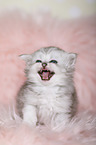Highlander Kitten