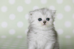 Highlander Kitten