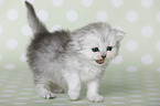 Highlander Kitten