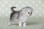 Highlander Kitten